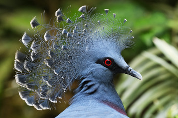 Victoria crowned pigeon portrait