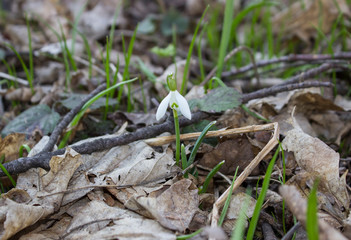 snowdrop in the forest
