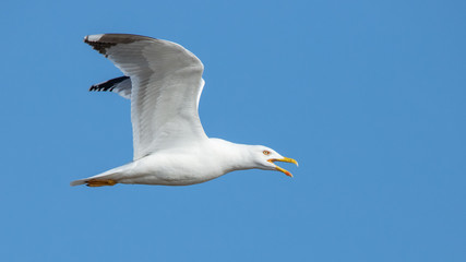 Seagull flying in the bright blue sky in Rodopi, Greece