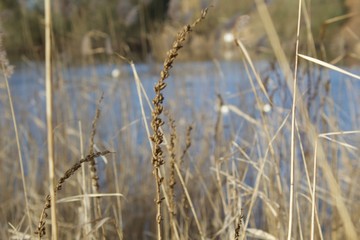 reed in the wind