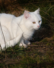 Beautiful white cat with yellow eyes sitting on the grass