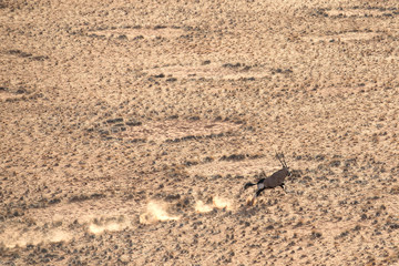 Oryx running past fairy circles in Sossusvlei, Namibia.