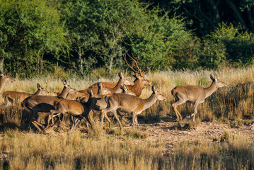 Red deer in Parque Luro Nature Reserve, La Pampa, Argentina