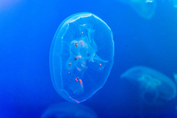 light blue jellyfish on blue background