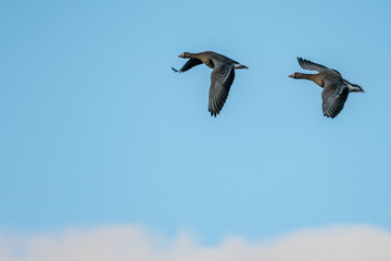 Greater white-fronted goose (Anser albifrons) Two Greater white-fronted goose flying in formation against a blue sky with white clouds underneath