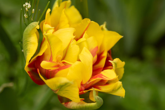 Tulipa Monsella, red yellow striped