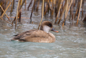 Female of Red-crested Pochard (Netta rufina)