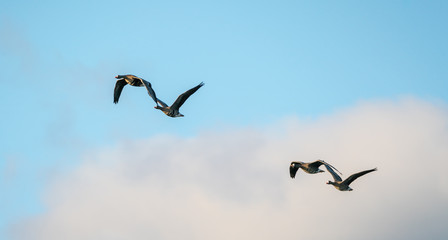 Four Greater white-fronted goose  flying in formation against a blue sky with white clouds underneath