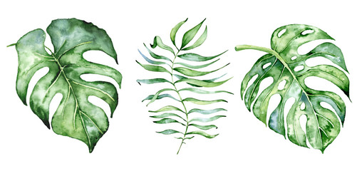 Plakaty  Zestaw liści monstera akwarela. Ilustracja roślin tropikalnych