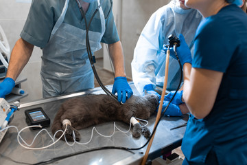 cat under general anesthesia on the operating table. Pet surgery