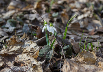 snowdrops in the forest