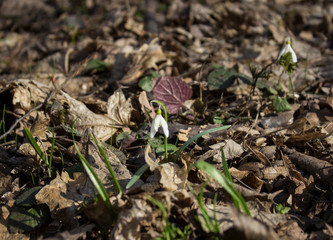 snowdrops in the forest