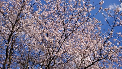 Cherry Blossom