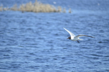  gulls water wildlife, river, bushes, birds, waterfowl, people, flight, wings, nesting, mating season of birds