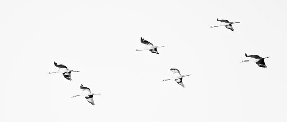 Fototapeta premium Common crane (Grus grus) flies in formation on the way to Hornborgasjon in Sweden in black and white