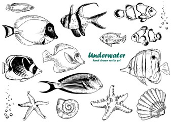 Obraz premium Set of tropical fishes, starfishes and shells. Black and white vector. Isolated elements for design.