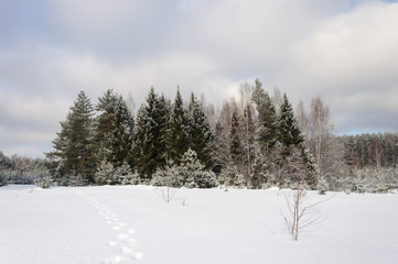 Snowy trees in winter forest