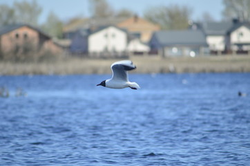  gulls water wildlife, river, bushes, birds, waterfowl, people, flight, wings, nesting, mating season of birds