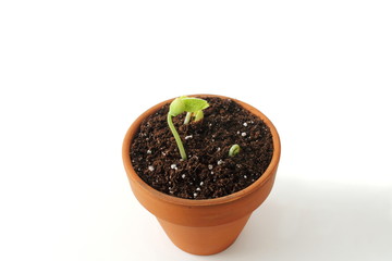 beans plant growing in clay pot filled with potting soil