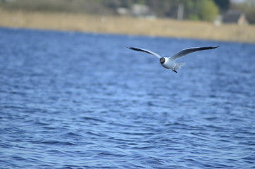 Fototapeta na wymiar gulls water wildlife, river, bushes, birds, waterfowl, people, flight, wings, nesting, mating season of birds