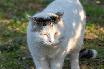 養老川臨海公園の野良猫　千葉県市原市五井海岸