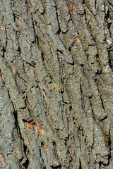 Texture of old willow bark.  An old big tree growing in the city.