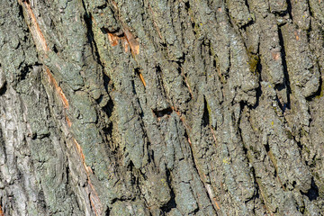 Texture of old willow bark.  An old big tree growing in the city.