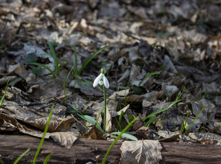 snowdrops in the forest