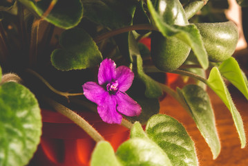 The photo of a green spring flower of violet color