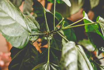 Photo green spring juicy leaves