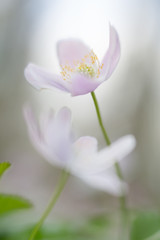 Wood anemone abstract. White wildflowers shallow depth. These wild flowers are among the first announcing new life in spring..