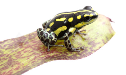 Ranitomeya flavovitata