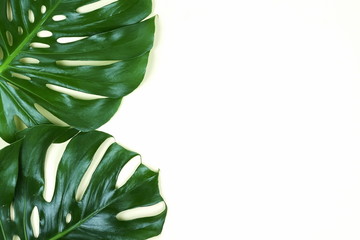 Fototapeta na wymiar tropical green monstera leaves , branches pattern frame isolated on a white background. top view.copy space.abstract.