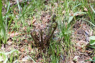 ゼンマイ　Osmunda