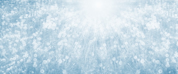 field of white dandelions at dawn the sun rises