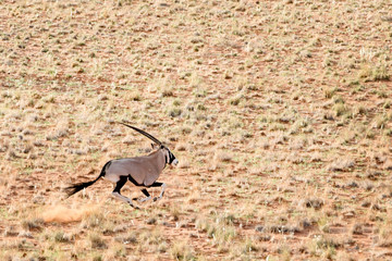 Oryx running in the sand dunes of Sossusvlei, Namibia.