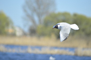  gulls water wildlife, river, bushes, birds, waterfowl, people, flight, wings, nesting, mating season of birds