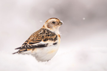Snow Bunting (Plectrophenax nivalis) perched in snow