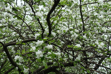 Fototapeta premium Crown of blossoming apple tree in spring orchard