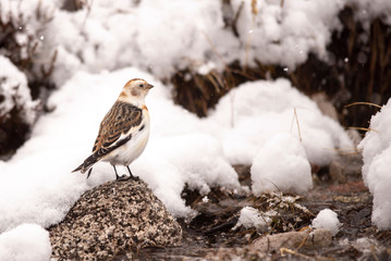 Snow Bunting (Plectrophenax nivalis) perched in snow