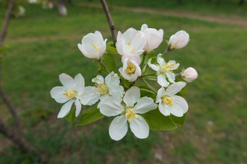 Cyme of apple blossom in late April