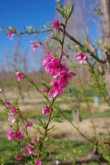 Arbres fruitiers pêcher en fleur rose au printemps et montagne en fond