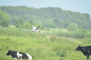  gulls water wildlife, river, bushes, birds, waterfowl, people, flight, wings, nesting, mating season of birds