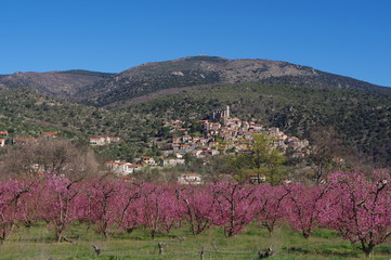 Village de montagne des pyrénées orientales de eus et arbre fuitier en fleur rose