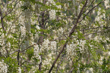 White acacia flowering. Abundant flowering acacia branch of Robinia pseudoacacia.