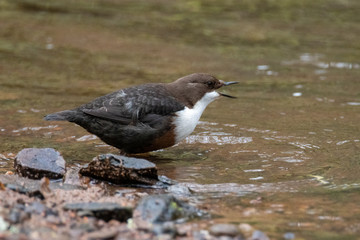 Dipper (Cinclus) 