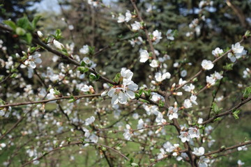 Blossoming branches of Prunus tomentosa in spring