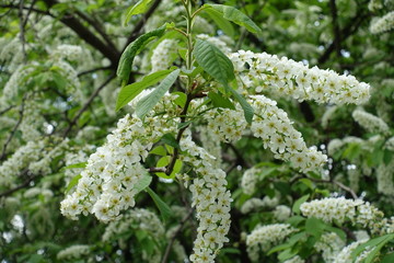 Slender racemes of white flowers of bird cherry in spring