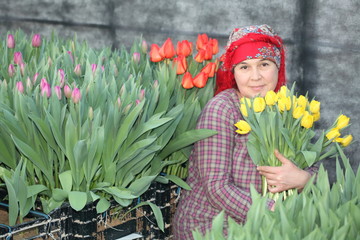 woman on harvesting of tulips