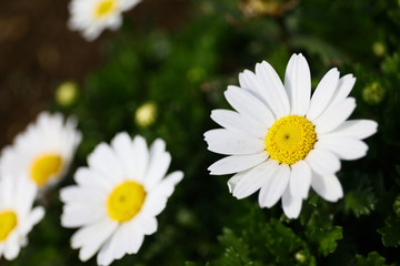 マーガレット（横）